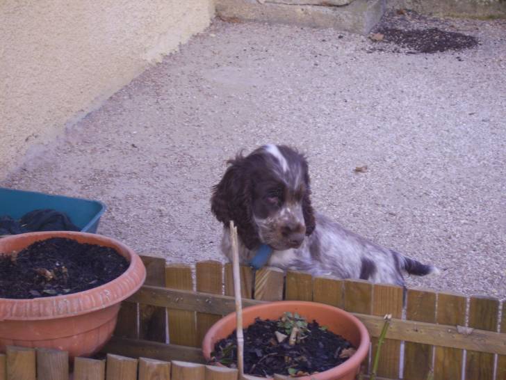 bango - Cocker Anglais Mâle (2 ans)