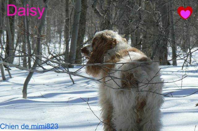 Daisy - Cocker Anglais (4 ans)