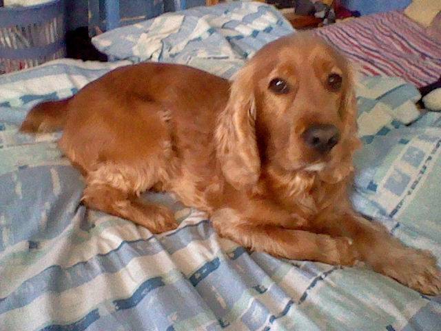 voyou - Cocker Anglais Mâle (8 ans)