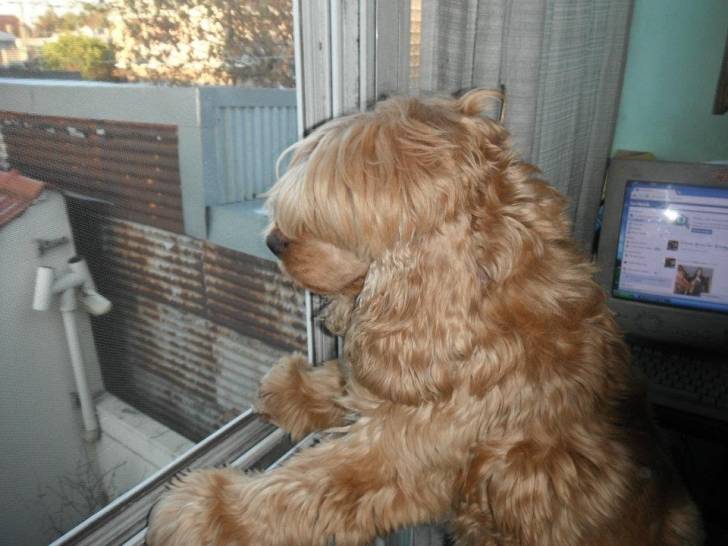 daisy - Cocker Anglais (9 ans)
