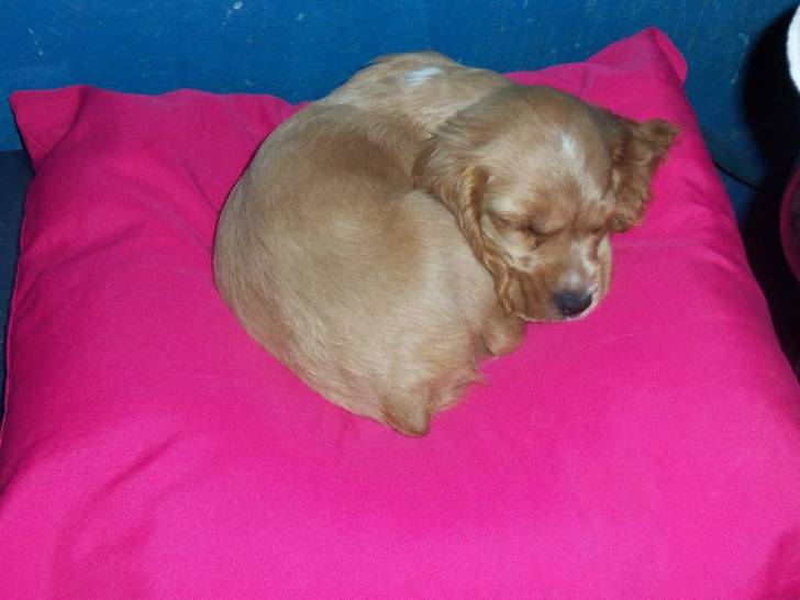 max - Cocker Anglais Mâle (3 mois)