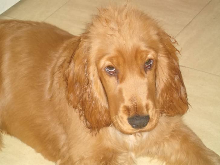 eska - Cocker Anglais (3 mois)