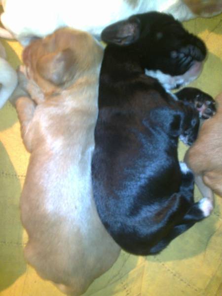 Bella - Cocker Anglais (1 mois)
