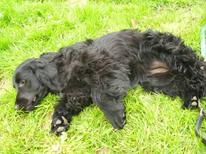 Fibie - Cocker Anglais (2 ans)