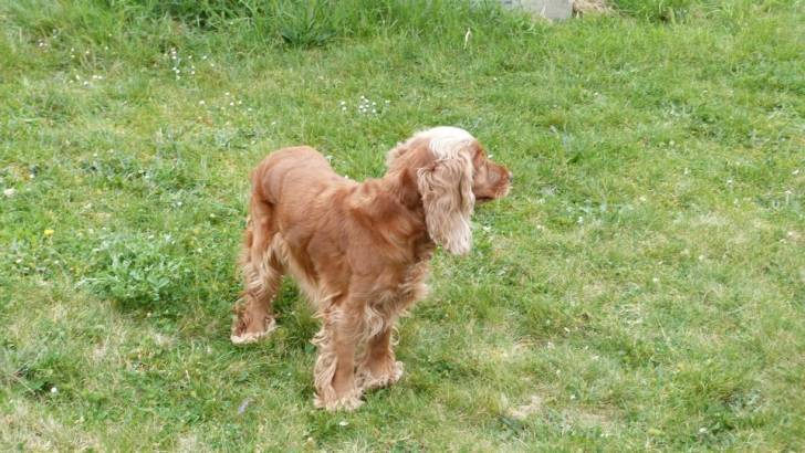 Bidou - Cocker Anglais (6 ans)