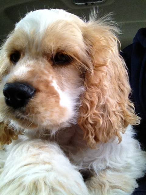 Boomer - Cocker Anglais Mâle (9 mois)
