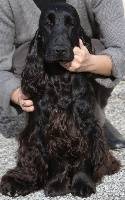 casting - Cocker Anglais Mâle (2 ans)