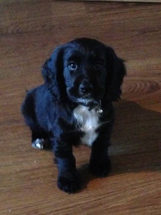 Maximus Decimus Aurelius - Cocker Anglais Mâle (3 mois)