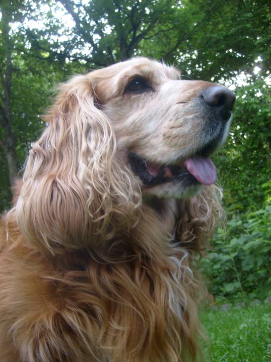 Sweet - Cocker Anglais Mâle (8 ans)