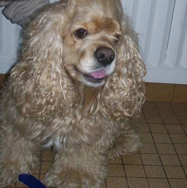 odayla - Cocker Anglais (11 mois)