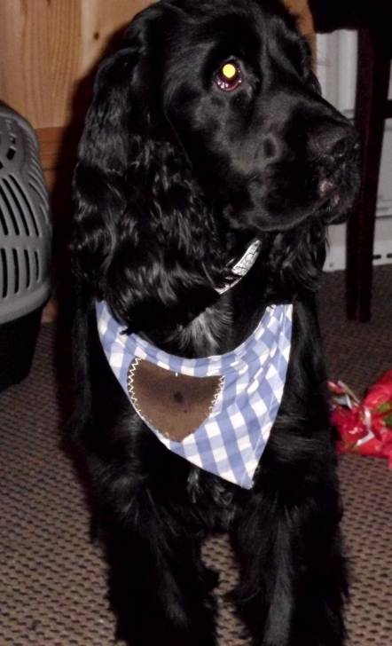 Chester - Cocker Anglais Mâle (2 ans)