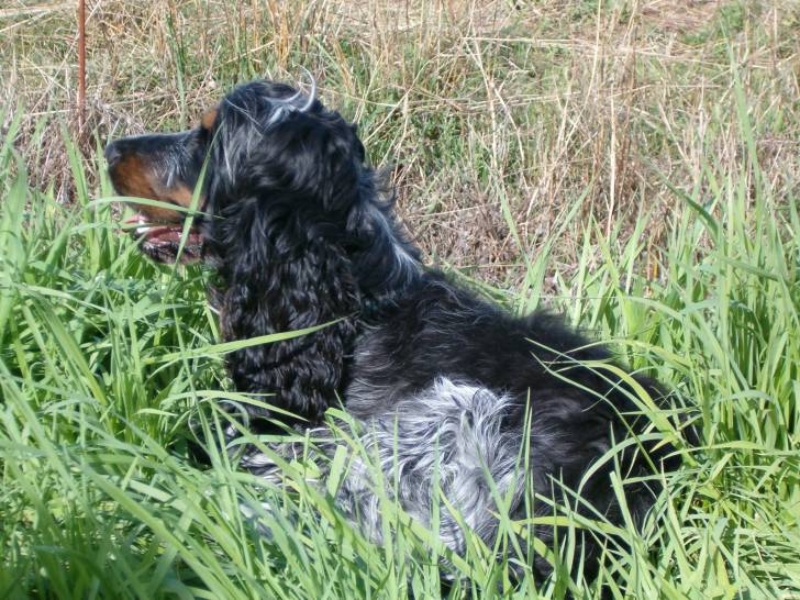 Léo - Cocker Anglais Mâle (7 ans)