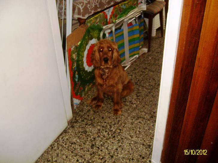 Nico - Cocker Anglais Mâle (10 mois)