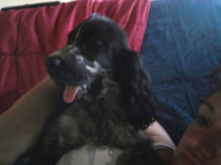 freefree - Cocker Anglais (2 ans)