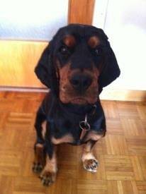 Mon Toutou - Cocker Anglais Mâle (3 ans)