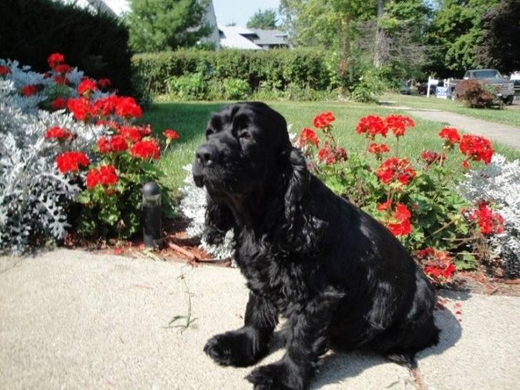 cash - Cocker Anglais Mâle (4 ans)