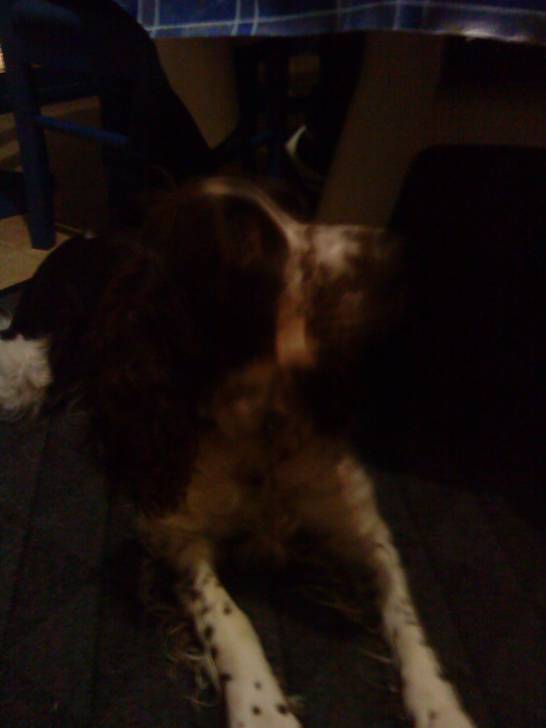 baya - Cocker Anglais (3 ans)