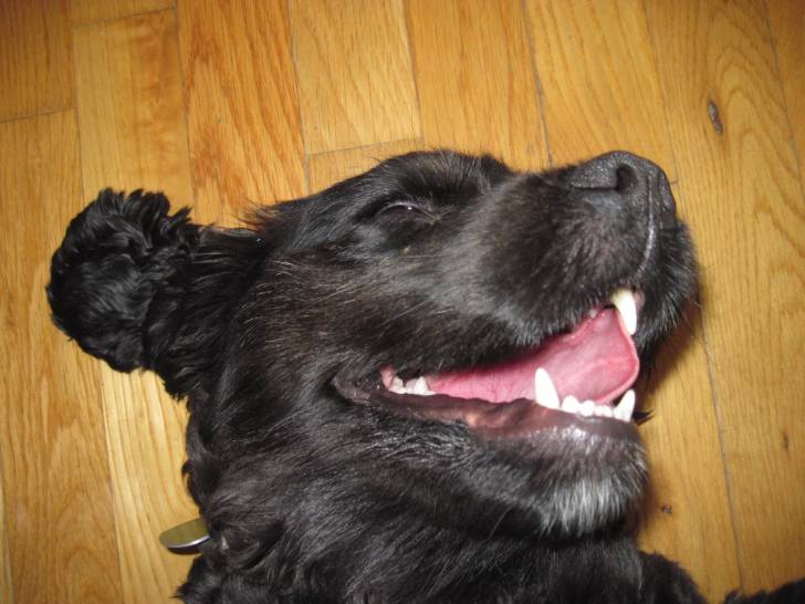 La joie de vivre ! - Cocker Anglais (3 ans)