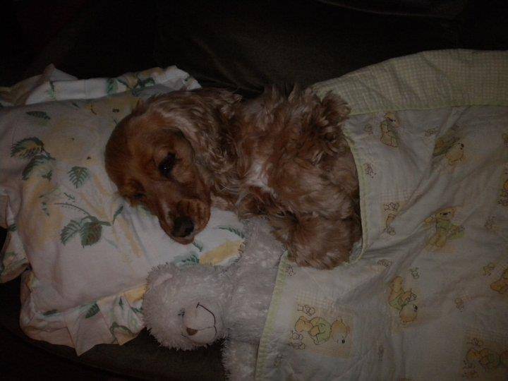 Chipie - Cocker Anglais (10 ans)