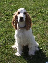 Fany - Cocker Anglais (2 ans)