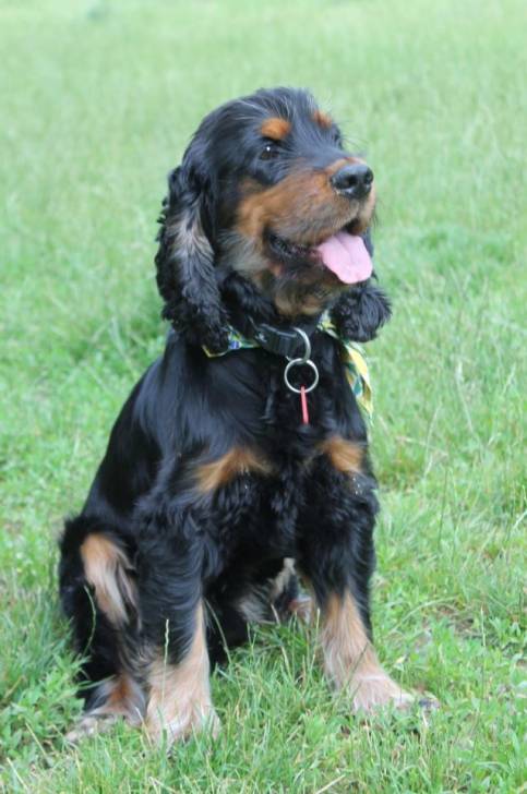 Belle ballade! - Cocker Anglais Mâle (2 ans)