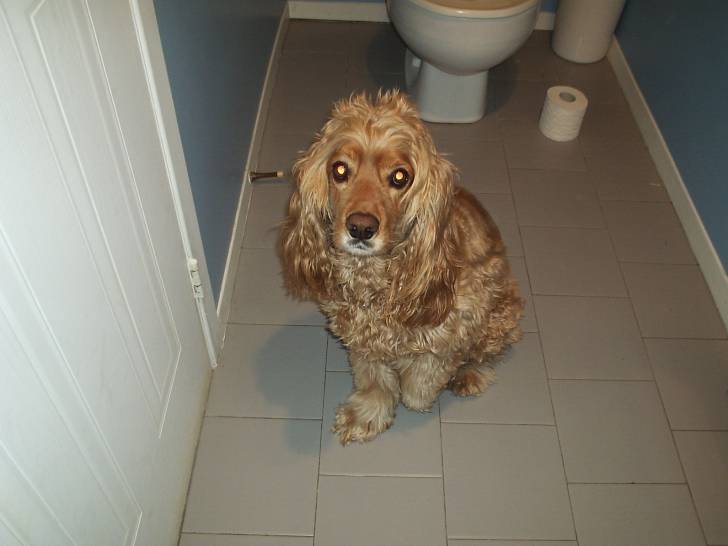jack - Cocker Anglais Mâle (3 ans)
