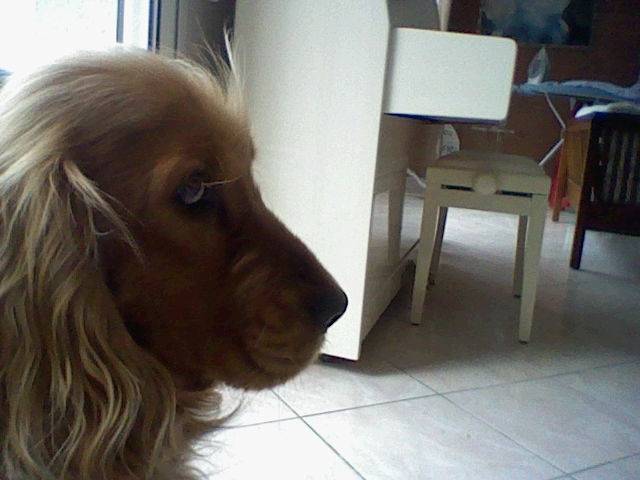 Eclair - Cocker Anglais Mâle (3 ans)