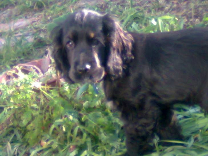 Gaia - Cocker Anglais (1 an)
