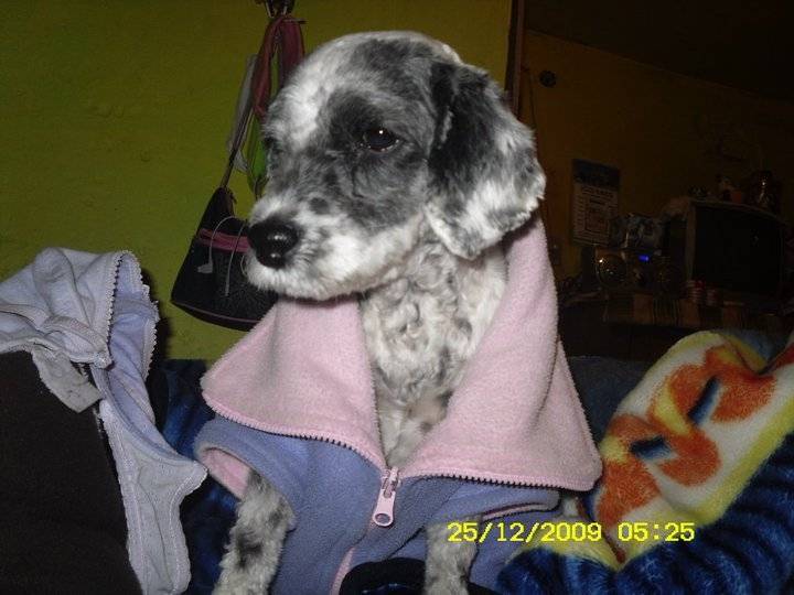 pelusa - Cocker Anglais (8 ans)