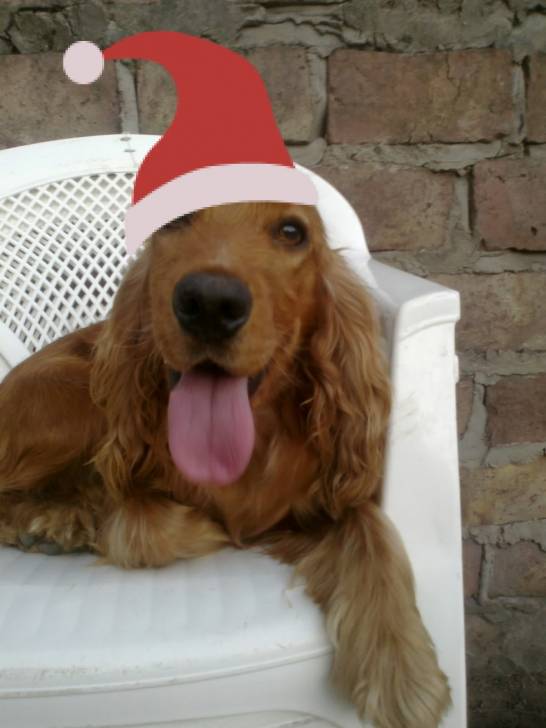 risso - Cocker Anglais (2 ans)