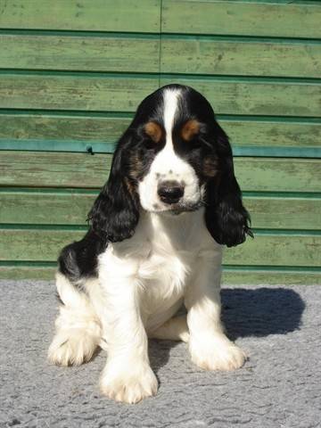 Capucine - Cocker Anglais (2 ans)