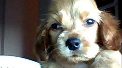 Susy - Cocker Anglais (1 mois)