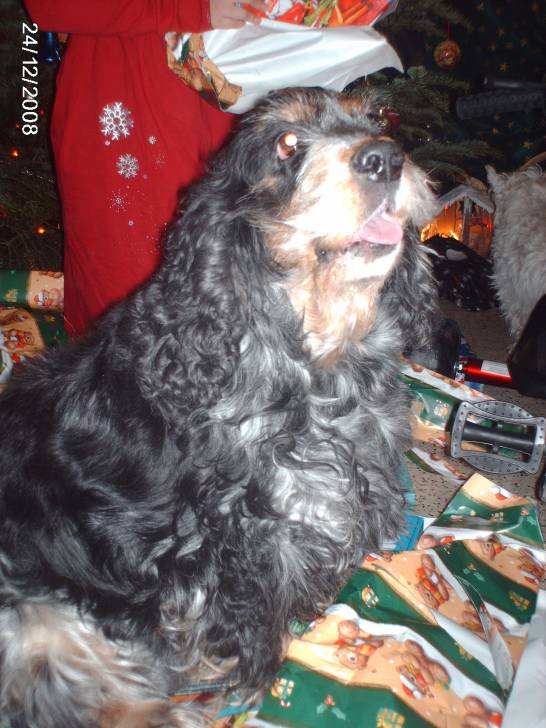 CLEMENTINE - Cocker Anglais (9 ans)