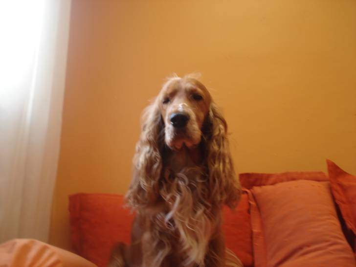 Lonko - Cocker Anglais Mâle (4 ans)