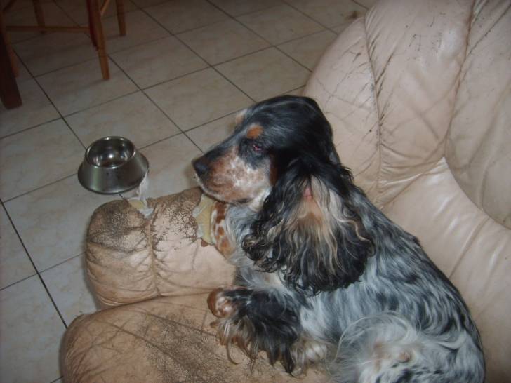 Baxter - Cocker Anglais Mâle (4 ans)
