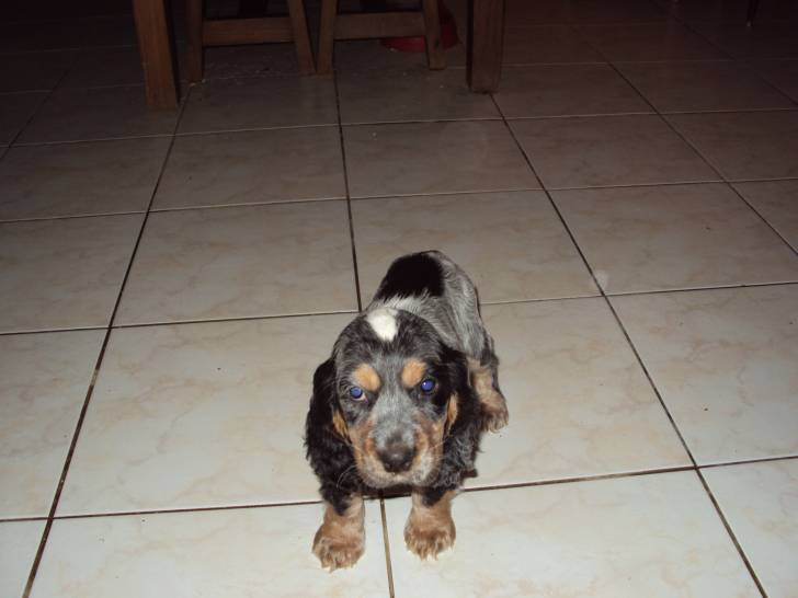 Ella - Cocker Anglais (2 mois)