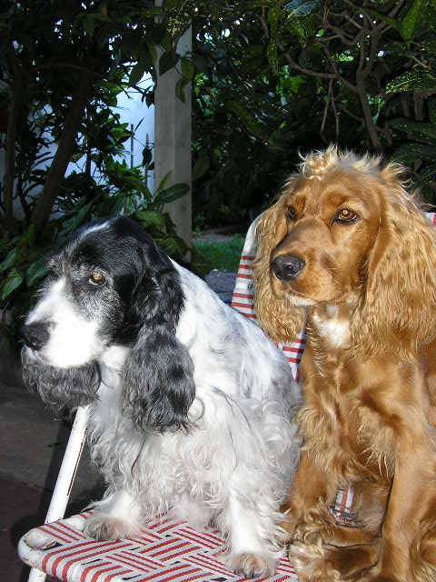 Pinky y Alana - Cocker Anglais (9 ans)