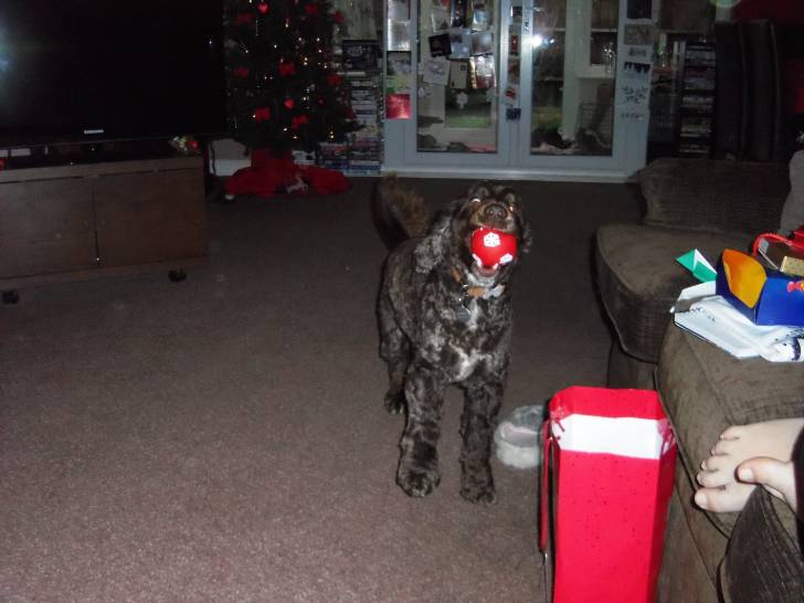 Charlie - Cocker Anglais Mâle (3 ans)