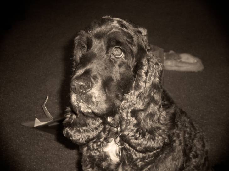Charlie - Cocker Anglais Mâle (3 ans)