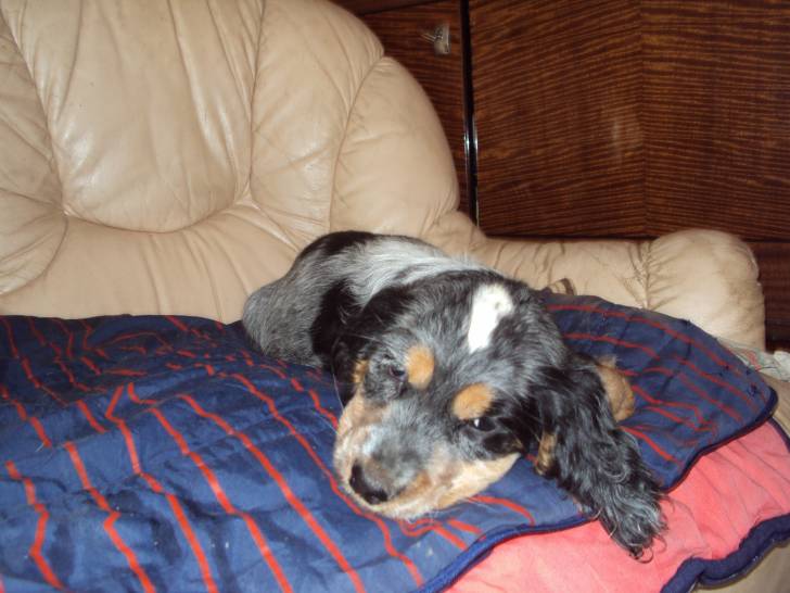 ella - Cocker Anglais (2 mois)