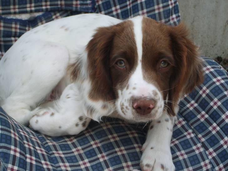 izzy - Cocker Anglais (2 mois)