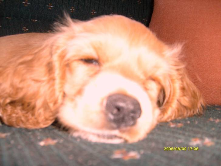 canela - Cocker Anglais (5 ans)