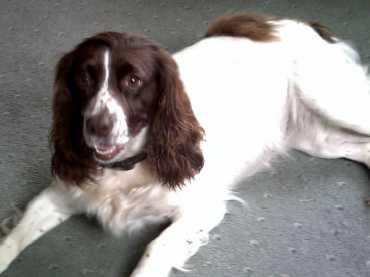 Misty - Cocker Anglais (8 ans)