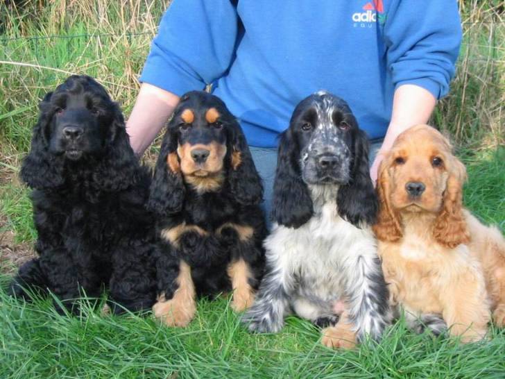 Laura , Clara , Nala et cocotte - Cocker Anglais