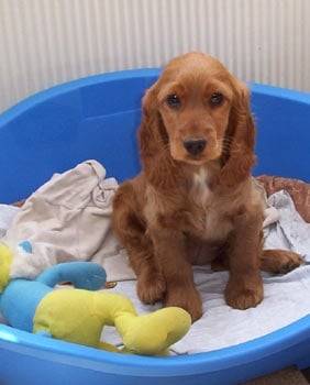 Miley - Cocker Anglais (5 mois)