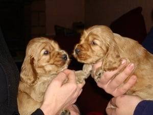 Caramel et Max - Cocker Anglais Mâle (5 mois)