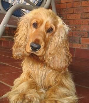 bambou - Cocker Anglais Mâle (5 ans)