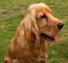 tamarita - Cocker Anglais (2 ans)