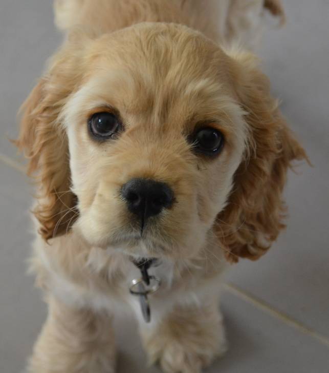 roxie - Cocker Anglais (1 an)