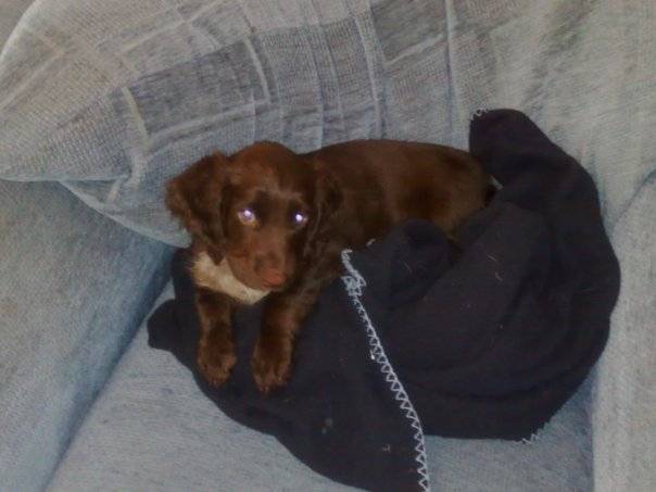 millie - Cocker Anglais (3 ans)